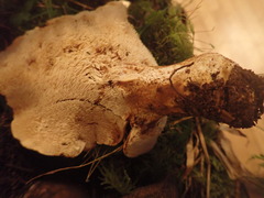 Hydnum washingtonianum