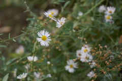 Symphyotrichum greatae