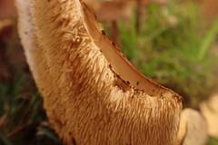 Hydnum washingtonianum