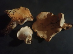 Hydnum washingtonianum