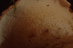 Hydnum washingtonianum