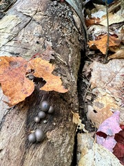 Lycogala flavofuscum
