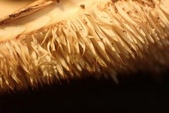 Hydnum washingtonianum