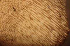 Hydnum washingtonianum