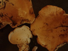 Hydnum washingtonianum