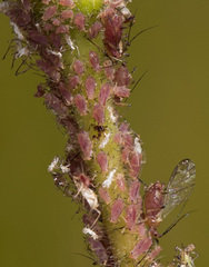Macrosiphum gaurae
