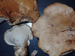 Hydnum washingtonianum