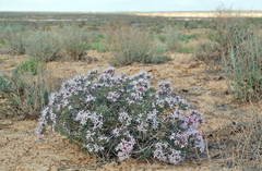 Acanthophyllum borsczowii