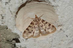 Aglossa asiatica