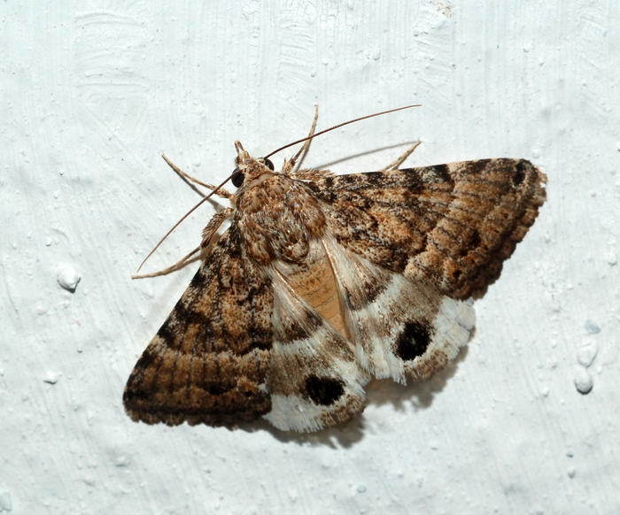 Anumeta henkei