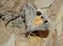 Anydrophila simiola
