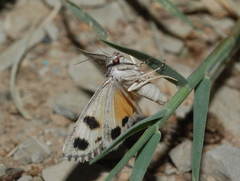 Anydrophila simiola