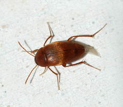 Cholevinus pallidus