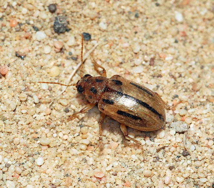 Aphilenia