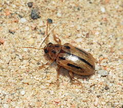 Aphilenia interrupta