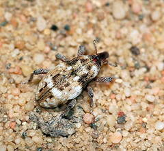 Elasmobaris alboguttata