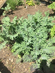Brassica oleracea acephala