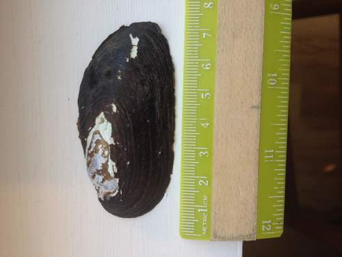 Elliptio complanata