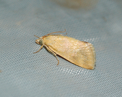 Tegostoma