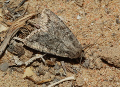 Eremohadena chenopodiphaga