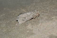 Barchaniella inspersus