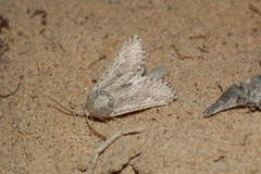 Barchaniella inspersus