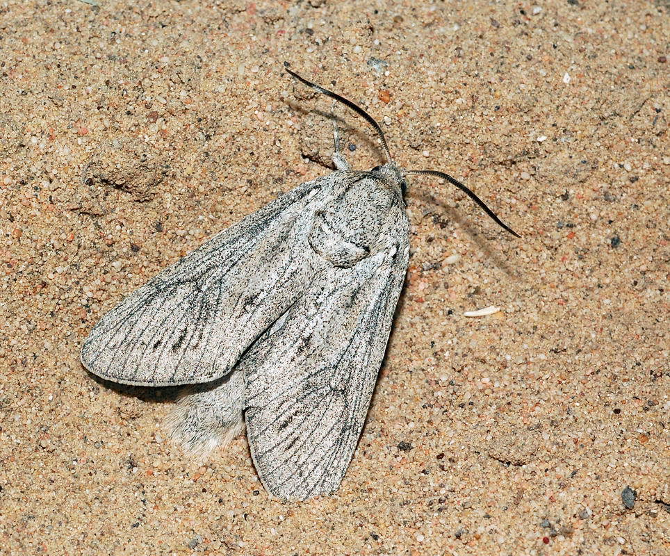 Deserticossus campicola