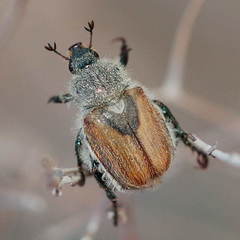 Chaetopteroplia segetum