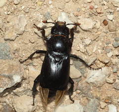Nicrophorus satanas