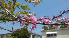Cercis