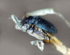 Colposphena brevicollis