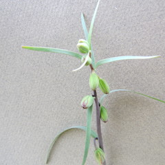 Fritillaria micrantha