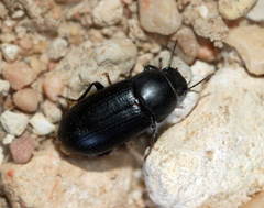 Opatroides punctulatus