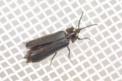 Phausis rhombica