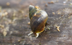 Littorina subrotundata