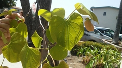 Cercis