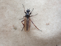 Bibio brunnipes