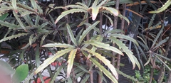 Plerandra elegantissima