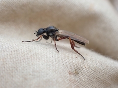 Bibio brunnipes