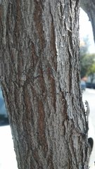Cercis
