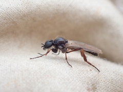 Bibio brunnipes