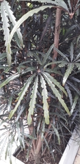 Plerandra elegantissima
