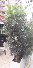 Plerandra elegantissima