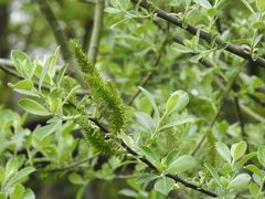 Salix
