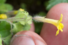 Erythranthe floribunda
