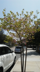Cercis