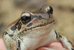 Pseudacris streckeri