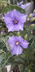 Solanum wendlandii