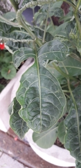 Solanum wendlandii