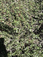 Ceanothus verrucosus